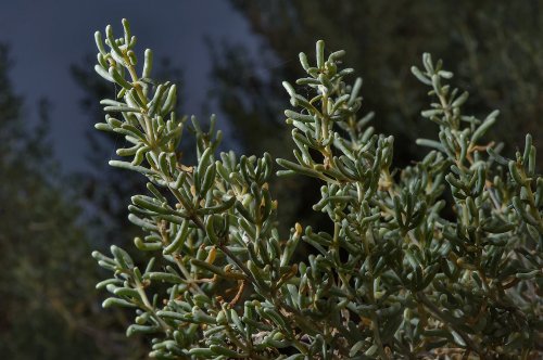 Seidlitzia rosmarinus