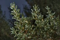 Seidlitzia rosmarinus