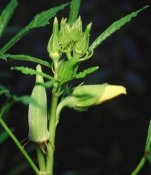 330px-Abelmoschus_esculentus_(cropped)