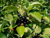 Rhamnus cathartica
