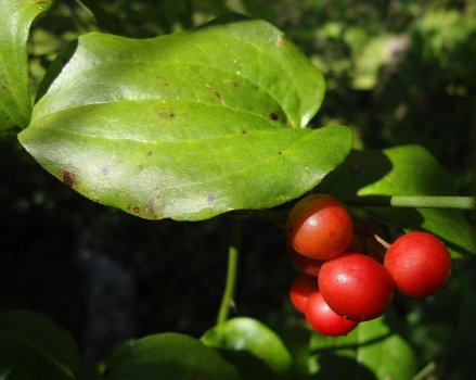 Скрипка_-_плодове