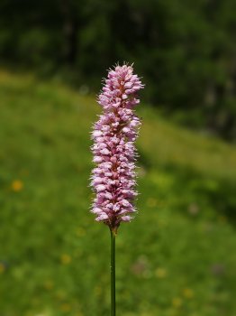 800px-Bistorta_officinalis