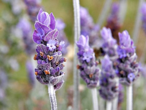 1280px-Single_lavendar_flower02