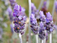 1280px-Single_lavendar_flower02
