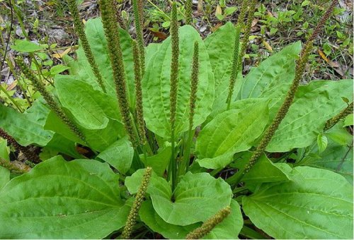 Broadleaf plantain
