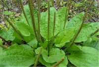 Broadleaf plantain
