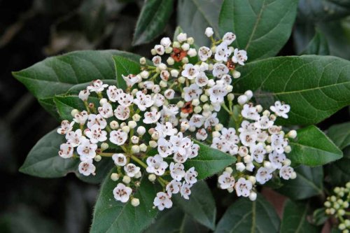 Viburnum tinus