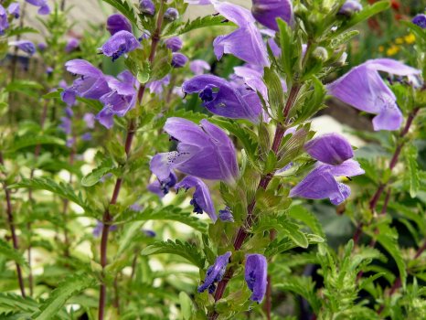 Dracocephalum moldavica