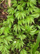 Elatostema_umbellatum_2006.04.19_06.17.14-p4190208