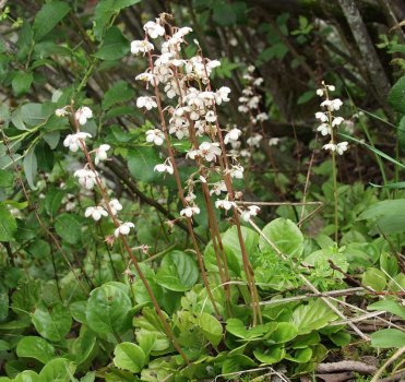 Pyrola rotundifolia