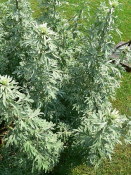 800px-Artemisia_absinthium_P1210748