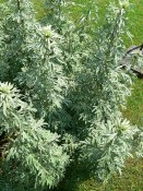 800px-Artemisia_absinthium_P1210748