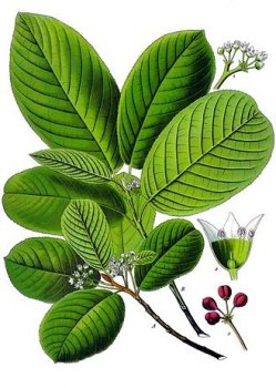 Rhamnus_purshiana_-_Köhler–s_Medizinal-Pflanzen-121