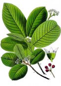 Rhamnus_purshiana_-_Köhler–s_Medizinal-Pflanzen-121