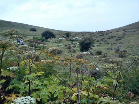 KHAN_KANDI_Nature_2014_(75)