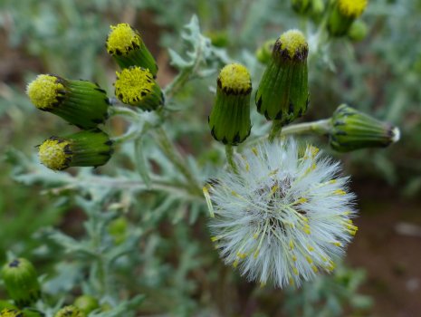 20170202230336Senecio vulgaris 