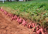 سیب-زمینی-شیرین-2