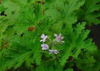 390651_Pelargonium_odoratissimum2