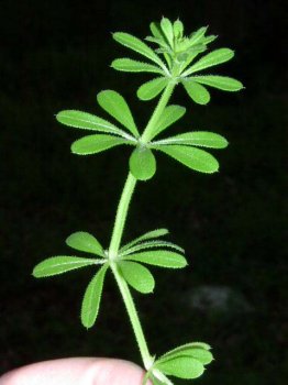 20161201171454Galium aparine