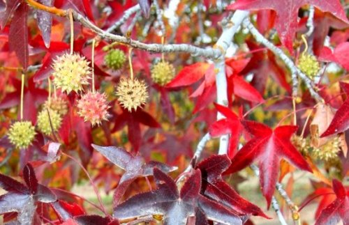 درخت-عنبر-سائل-1324