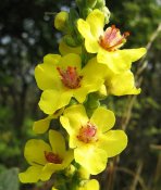 1364653103.509px-Verbascum_nigrum_flowers_closeup