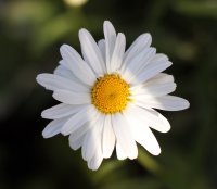 Leucanthemum_vulgare_close_up