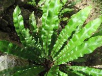 اسقولوفندریون