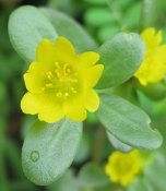 Portulaca_oleracea_(tonrulkens)