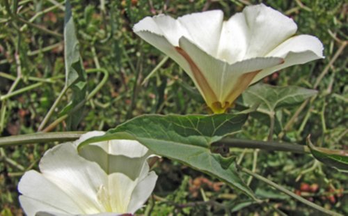29393-Convolvulus-scammonia