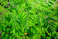 moringa-oleifera-leaves