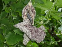 1200px-Aristolochia_labiata