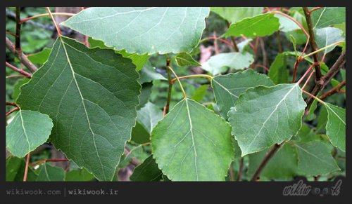 Populus-nigra_1