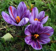 crocus_sativus