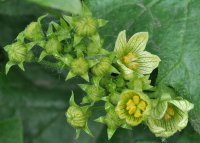 20170709184537Bryonia alba 