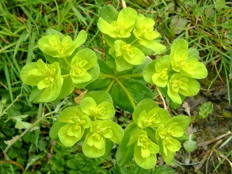 گیاهفرفیون