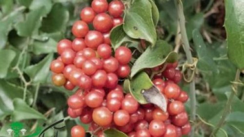 Sarsaparilla-1-390x220