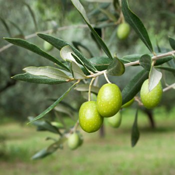 636165544245921559olive-tree-9