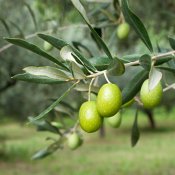 636165544245921559olive-tree-9