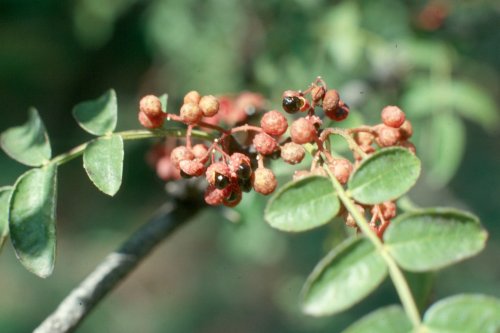 Zanthoxylum_americanum