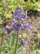 Polemonium_carneum0