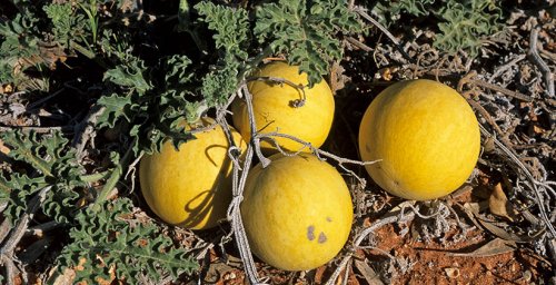 Citrullus_colocynthis-2