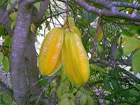 Averrhoa carambola824