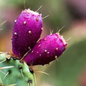 logoاپونتیا-600x600