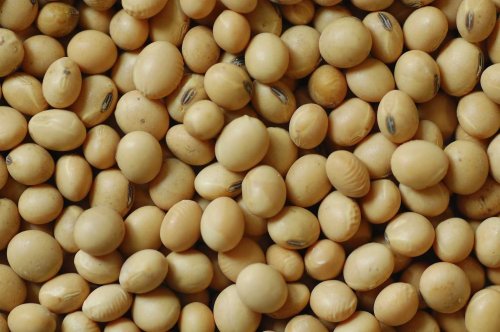 Soybean2
