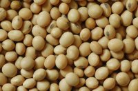 Soybean2