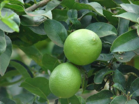Starr_061105-1380_Citrus_aurantiifolia