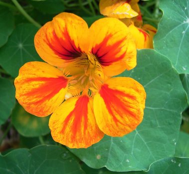 Tropaeolum_majus_04