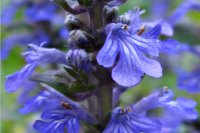 ajuga-reptans-edit