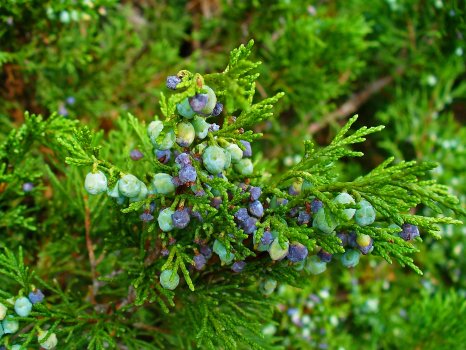 Juniperus sabina747