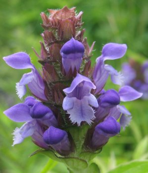 20161224183421Prunella vulgaris